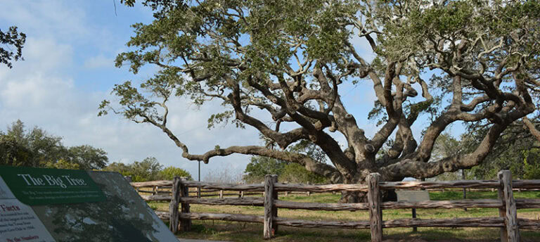 Goose Island State Park Big Tree