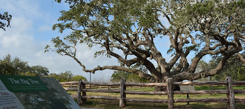 Goose Island State Park Big Tree