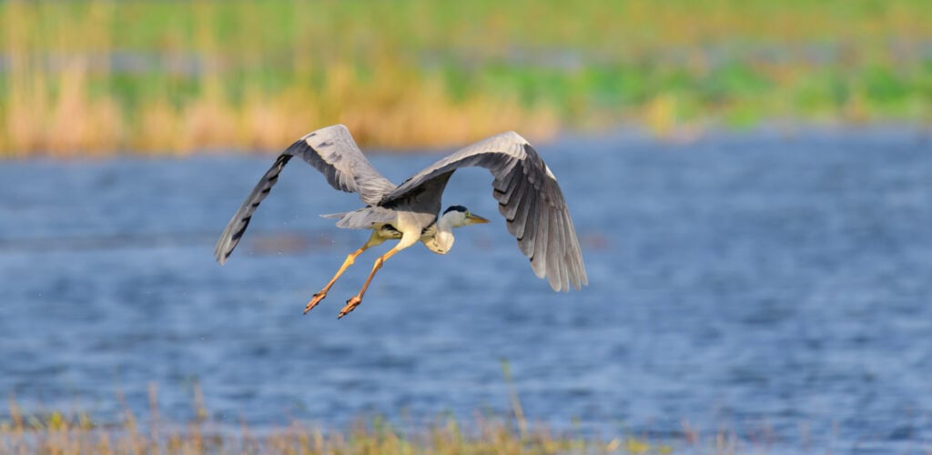 birdwatching hotspots