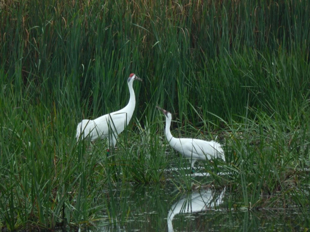 Whooping crane viewing in marshland