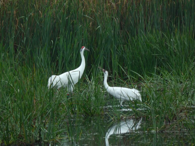 Whooping crane viewing in marshland