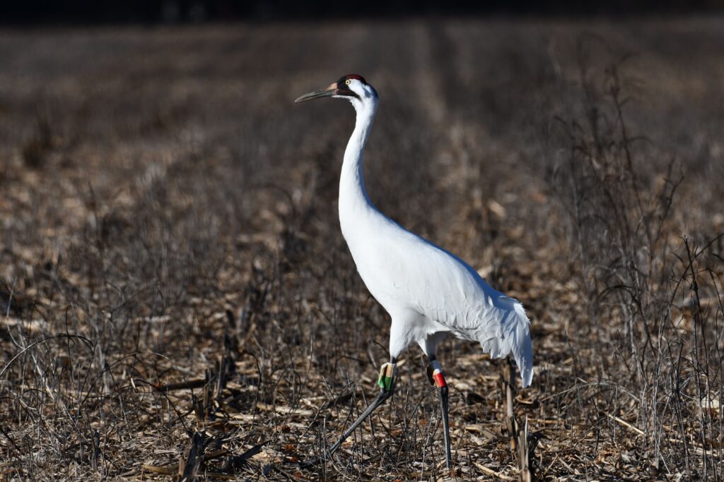 fall birding