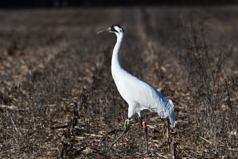 fall birding